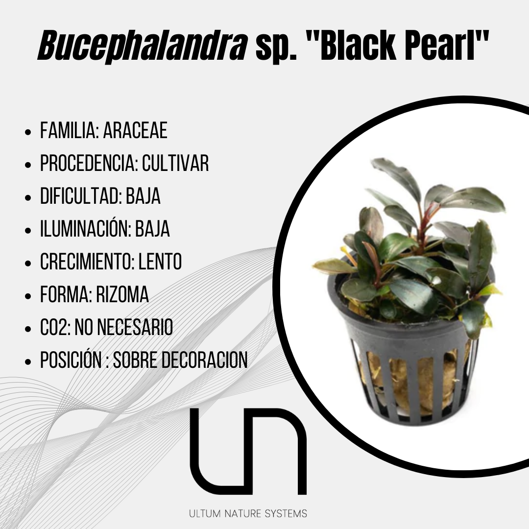 Bucephalandra sp Black Pearl ブセファランドラ・ブラックパール