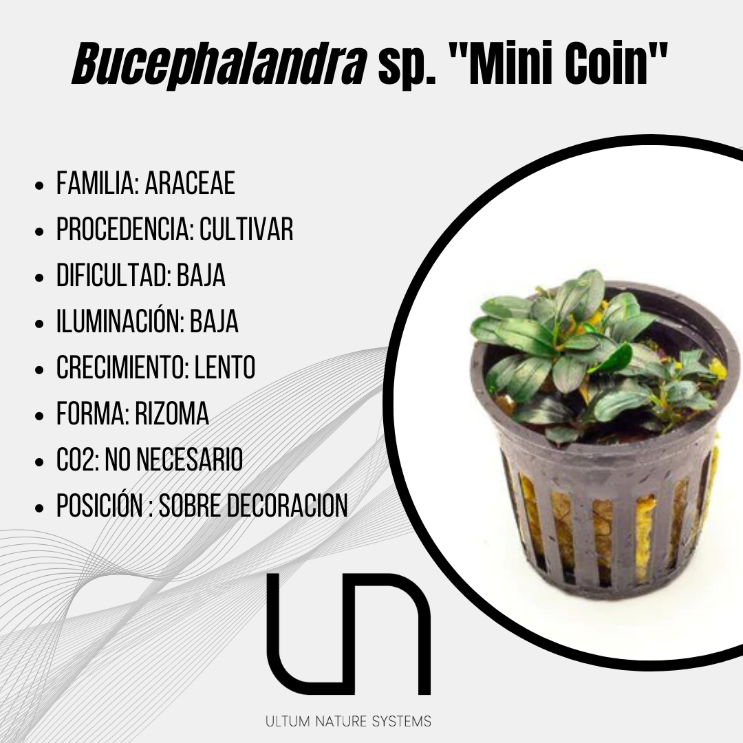 ブセファランドラ sp. Mini Coin Yahoo!オークション - 【水草】ブセファランドラ sp. ミニコイン Mini