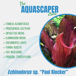 Echinodorus sp. ''Paul Klocker''