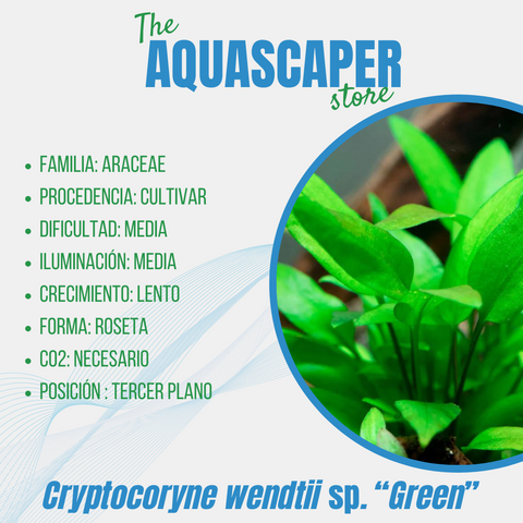 Cryptocoryne wendtii sp. "Green"