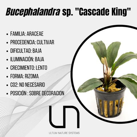 Bucephalandra sp. ''Cascade King''