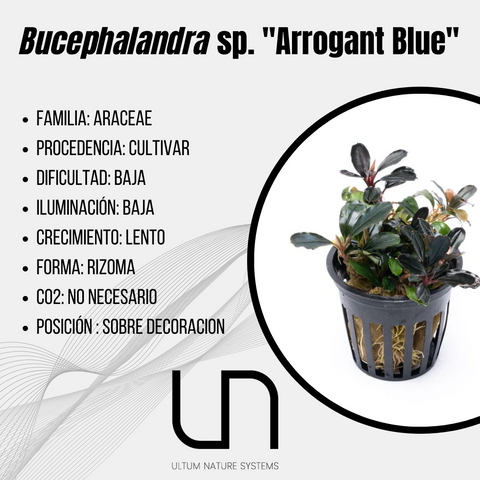 Bucephalandra sp. ''Arrogant Blue''