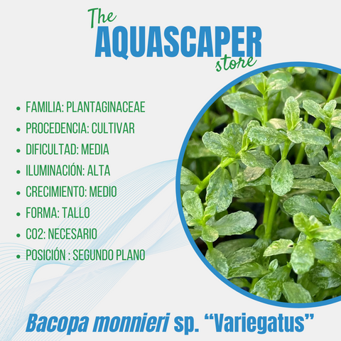 Bacopa monnieri sp. "Variegatus"