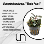 Bucephalandra sp ''Black Pearl''