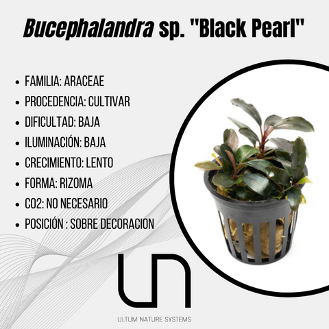 Bucephalandra sp ''Black Pearl''