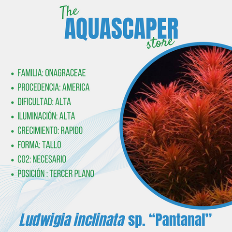 Ludwigia inclinata sp. "Pantanal"