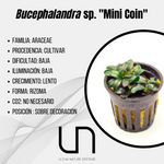 Bucephalandra sp. ''Mini Coin''
