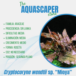 Cryptocoryne wendttii var. "Mioya"