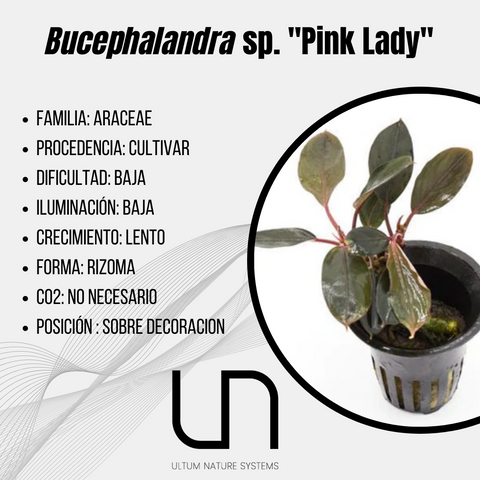Bucephalandra sp. ''Pink Lady''