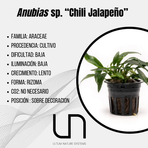 Anubias sp. "Chili Jalapeño"