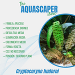 Cryptocoryne hudoroi