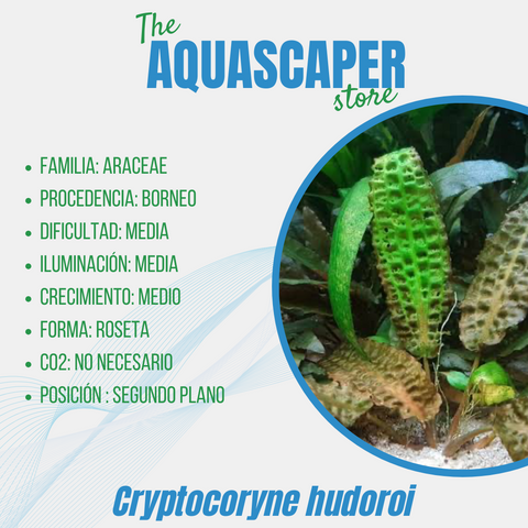 Cryptocoryne hudoroi