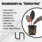 Bucephalandra sp. ''Skeleton King''