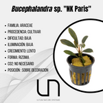 Bucephalandra sp. ''NK Paris''