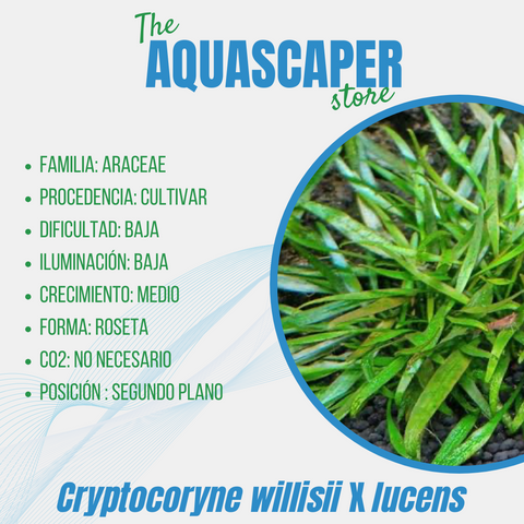 Cryptocoryne lutea