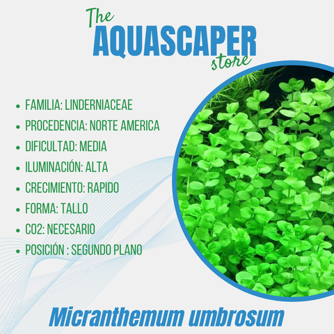Micranthemum umbrosum