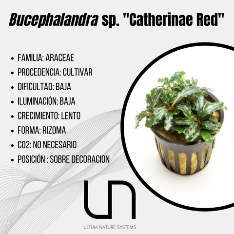 Bucephalandra sp. ''Catherinae Red''