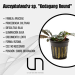 Bucephalandra sp. ''Kedagang Round''