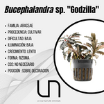 Bucephalandra sp. ''Godzilla''