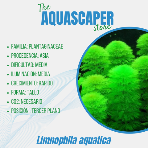 Limnophila aquatica