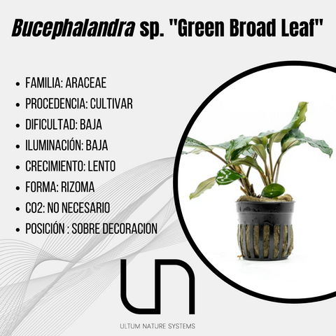 Bucephalandra sp. ''Green Broad Leaf''