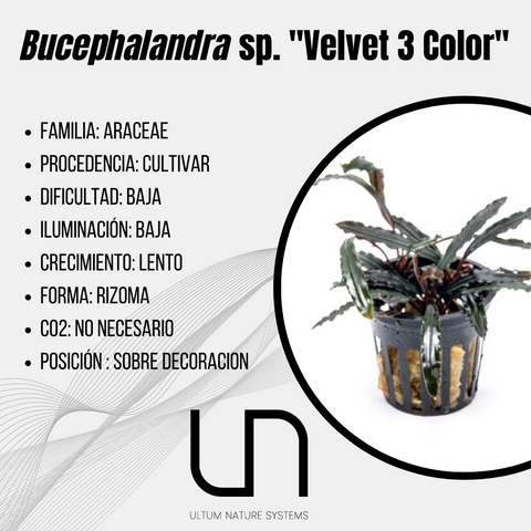 Bucephalandra sp. ''Velvet 3 Color''