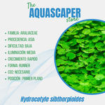 Hydrocotyle sibthorpioides