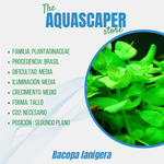 Bacopa lanigera
