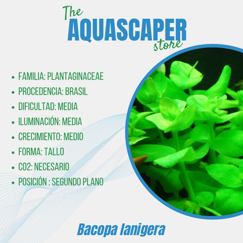 Bacopa lanigera
