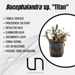 Bucephalandra sp. ''Titan''