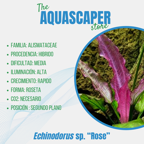 Echinodorus sp. "Rosé"