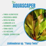 Echinodorus sp. "Fancy Twist"