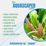 Echinodorus sp. "Jaguar"