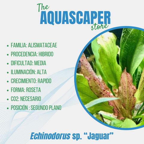 Echinodorus sp. "Jaguar"