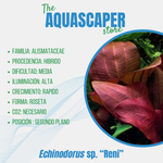 Echinodorus sp. "Reni"