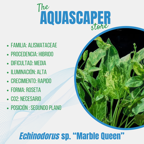 Echinodorus sp. "Marble Queen"