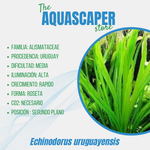 Echinodorus uruguayensis