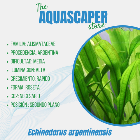 Echinodorus argentinensis