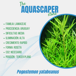 Pogostemon yatabeanus