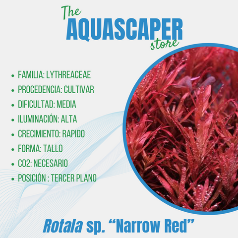 Rotala sp. ''Narrow Red''