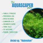 Rotala sp. "Najenshan"