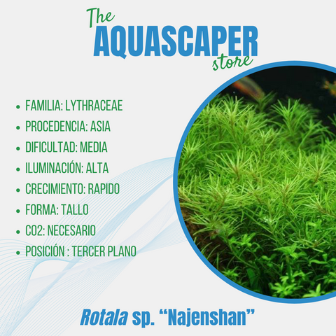 Rotala sp. "Najenshan"