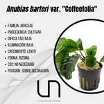 Anubias barteri var. ''Coffeefolia''