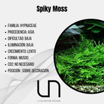 Spiky Moss