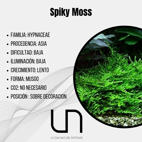 Spiky Moss