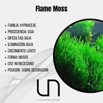 Flame Moss