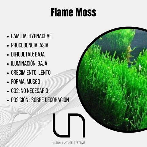 Flame Moss
