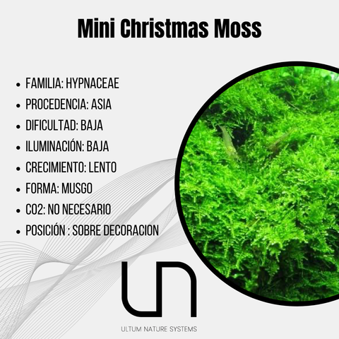 Christmas Moss