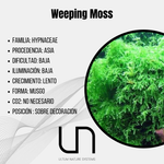 Weeping Moss