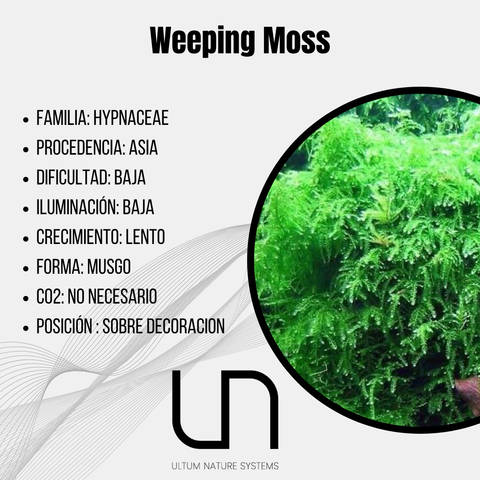 Weeping Moss